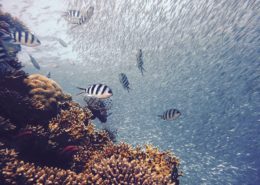 lazwalla-danse